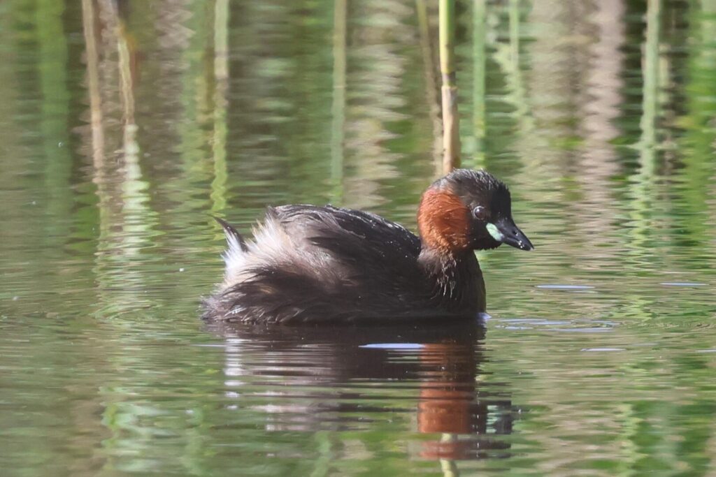 Little Grebe