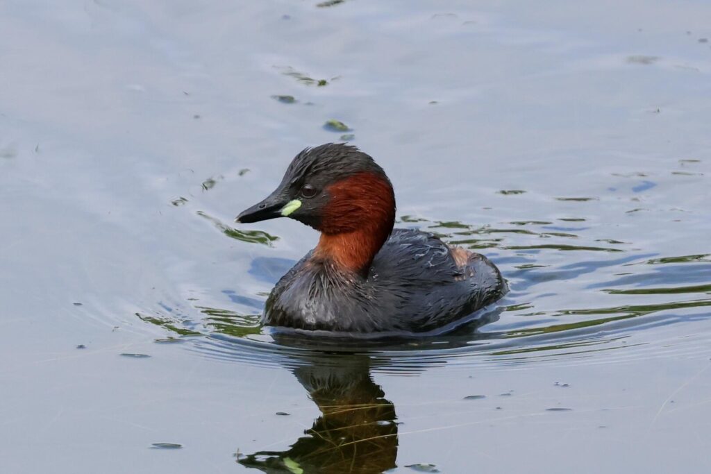 Little Grebe