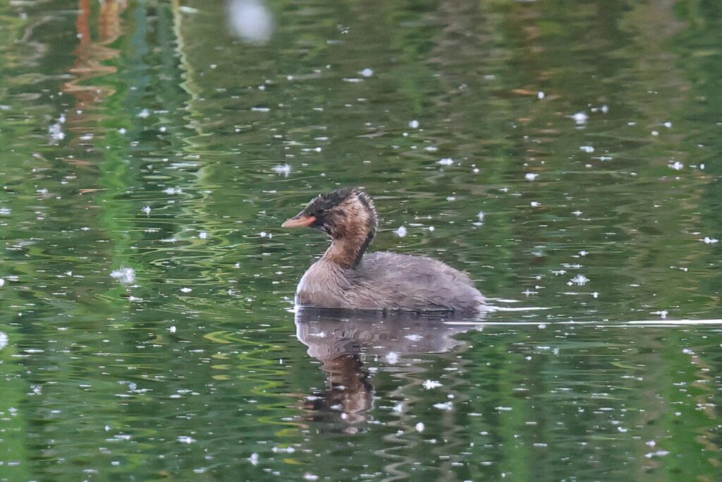 Little Grebe