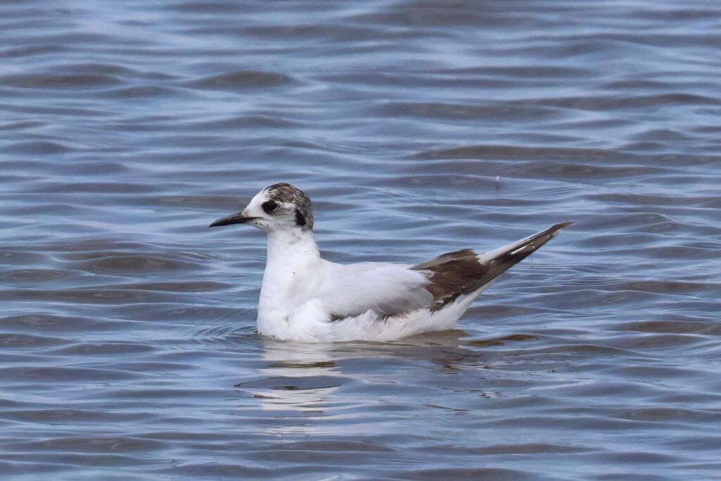 Little Gull