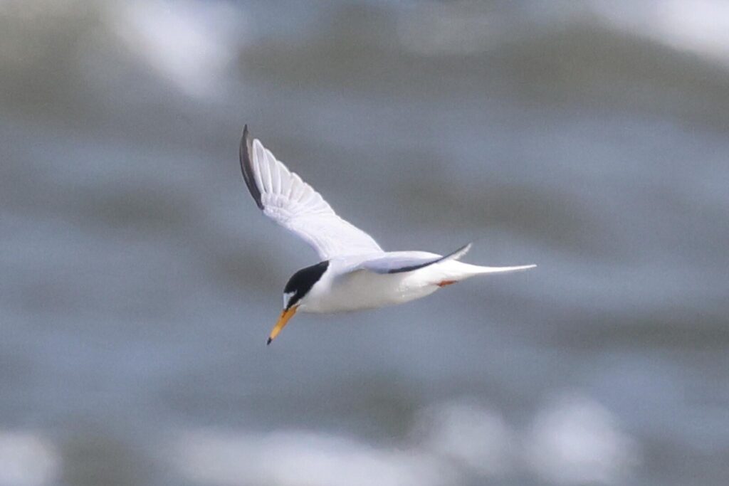 Little Tern