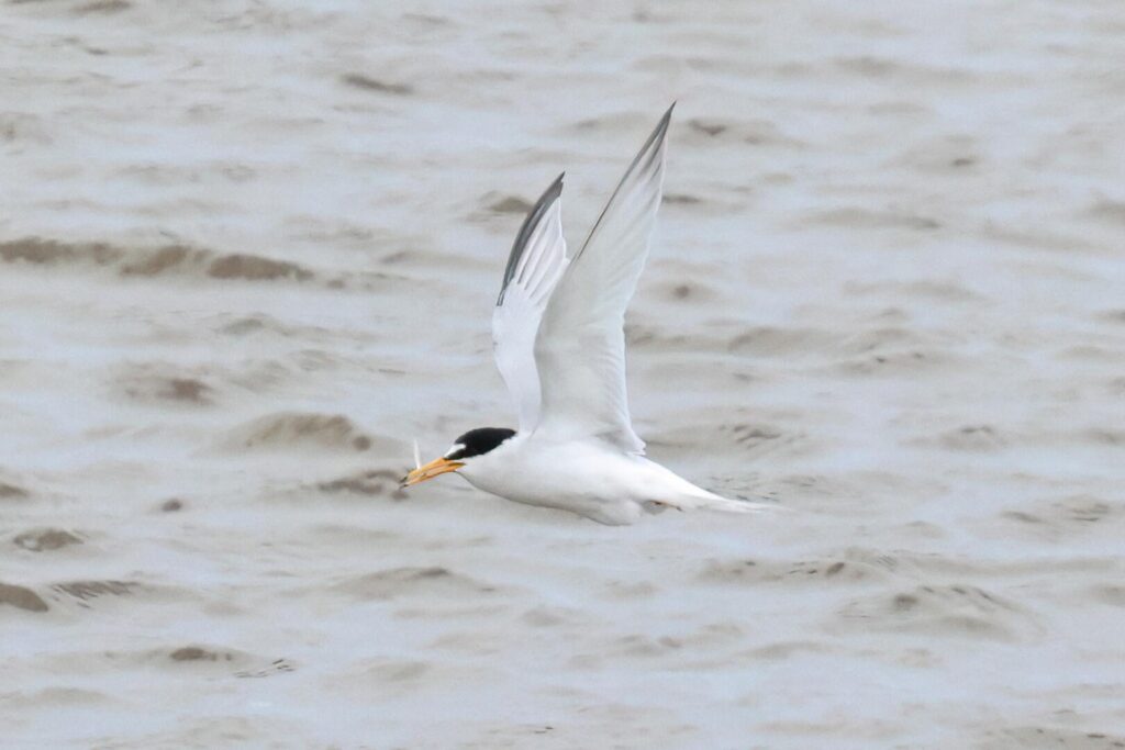 Little Tern