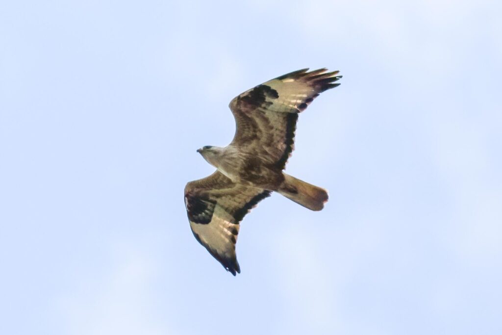 Long-legged Buzzard