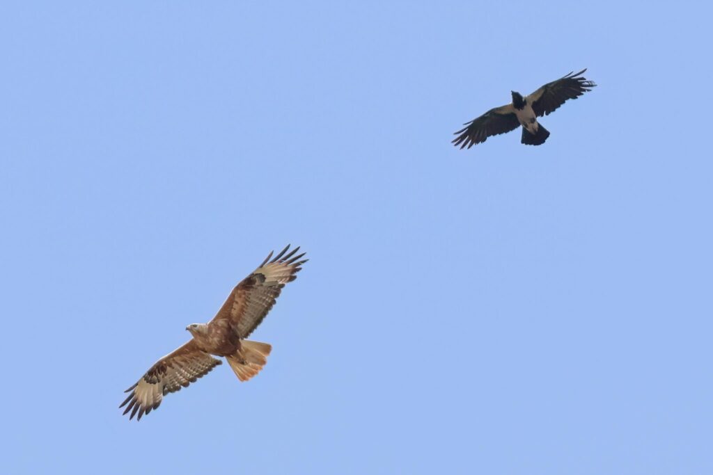 Long-legged Buzzard