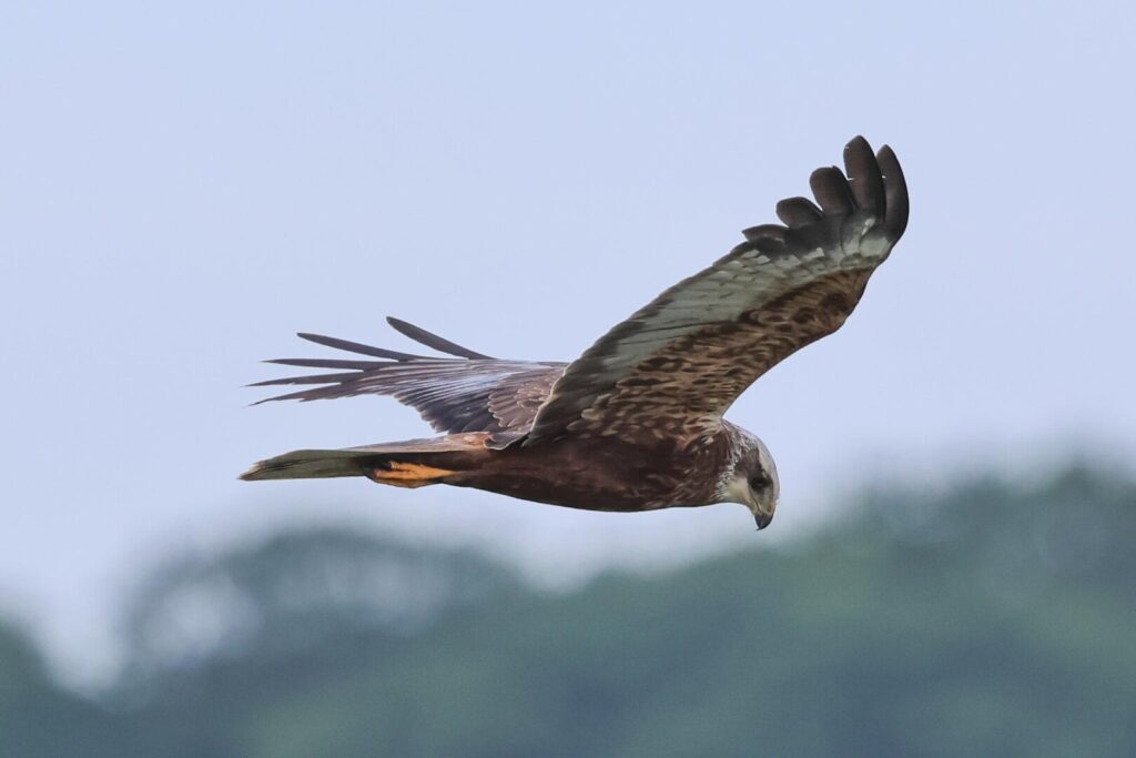 Marsh Harrier