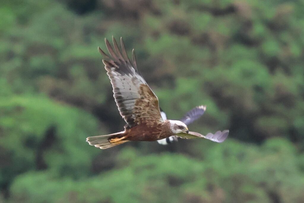 Marsh Harrier