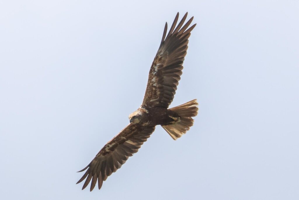 Marsh Harrier