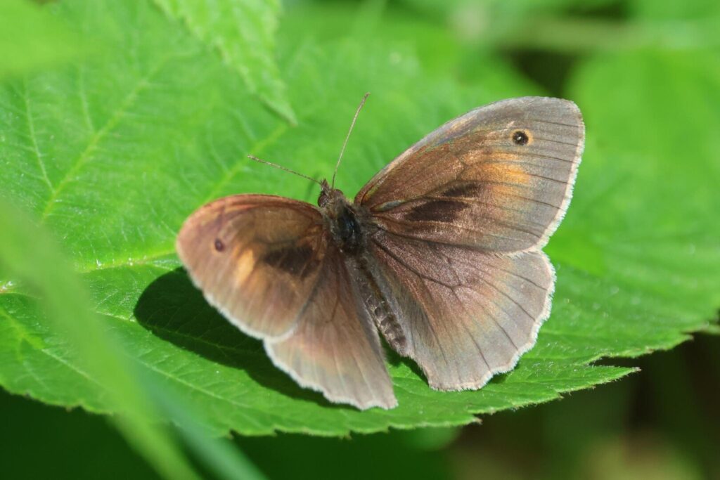 Meadow Brown