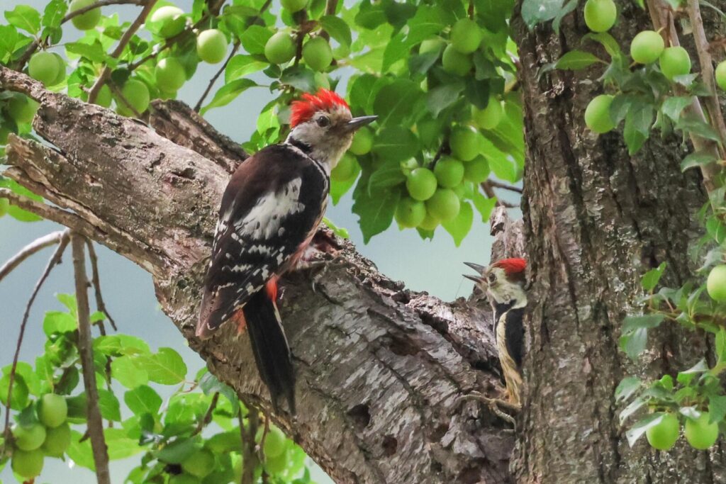 Middle Spotted Woodpeckers