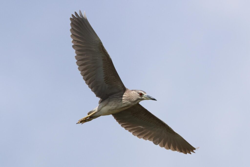 Night Heron