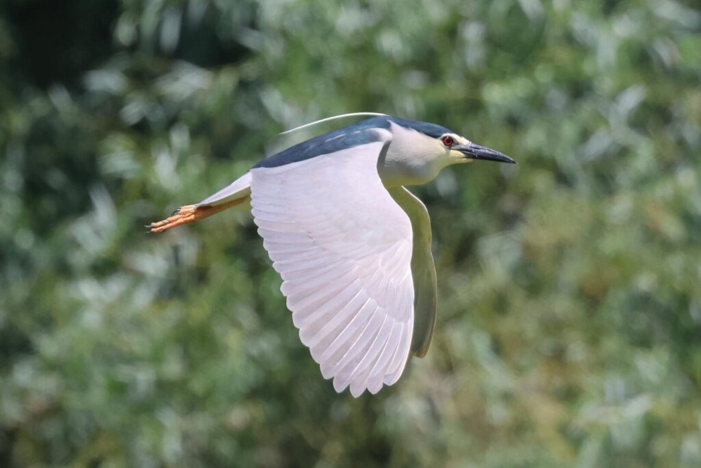 Night Heron