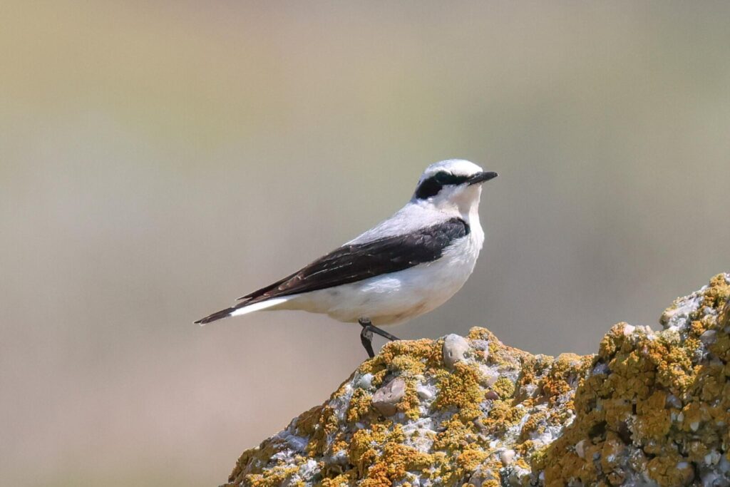 Northern Wheatear