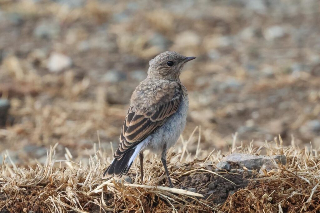 Northern Wheatear juvenile