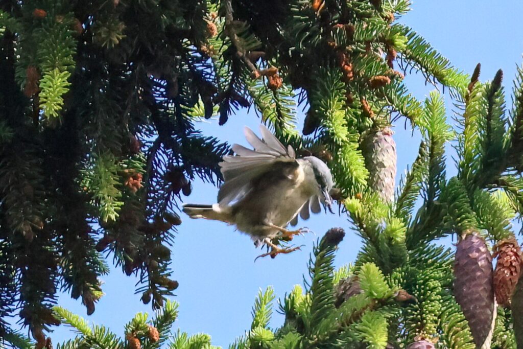 Nuthatch