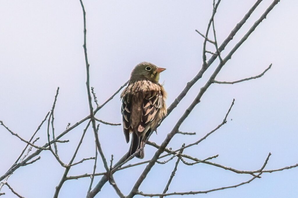 Ortolan Bunting