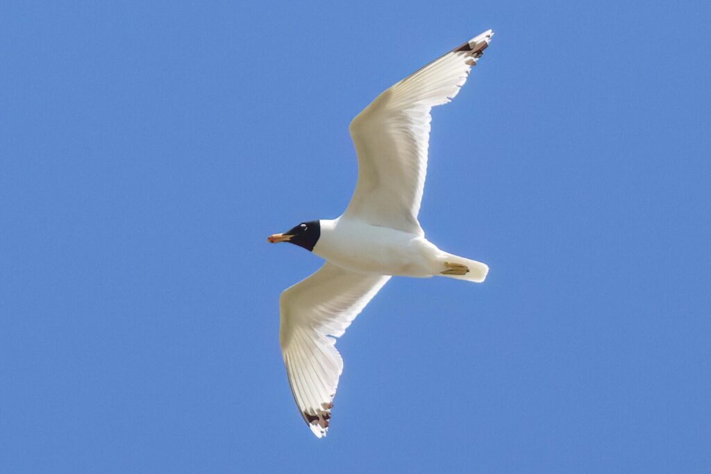 Pallas's Gull