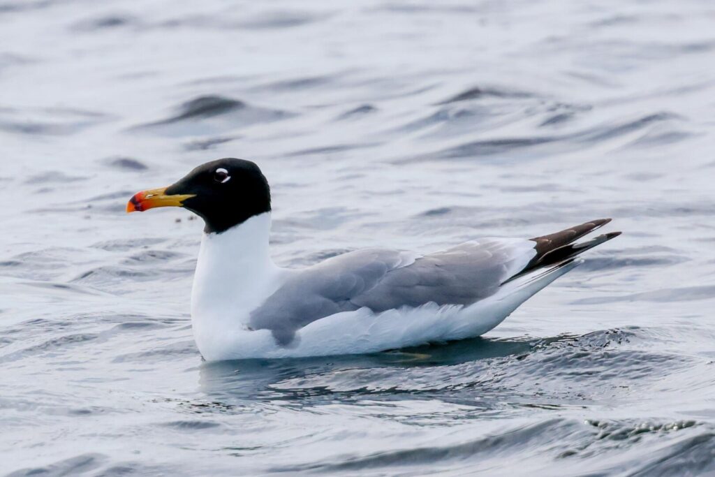 Pallas's Gull