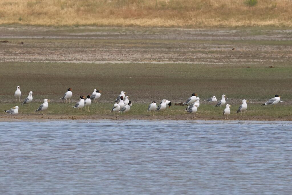 Pallas's Gulls