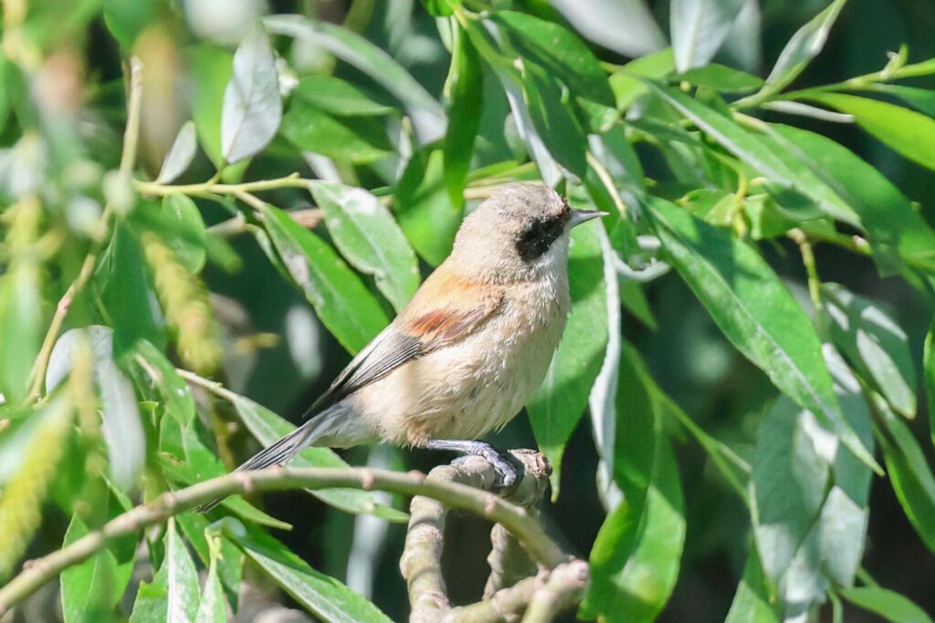 Penduline Tit