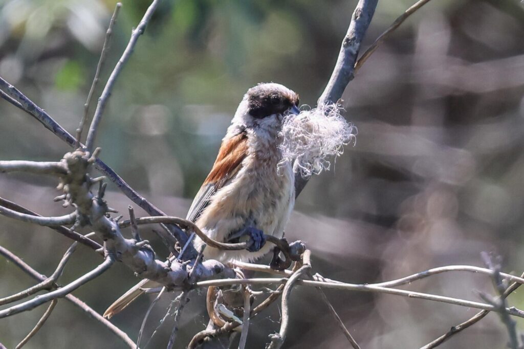 Penduline Tit