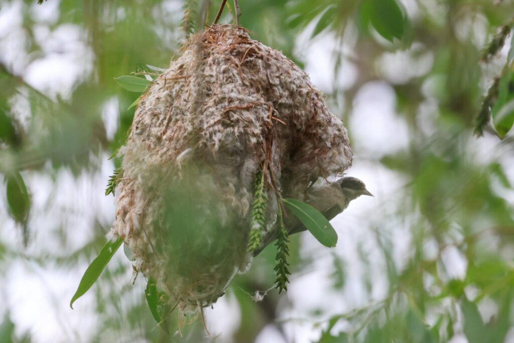 Penduline Tit next