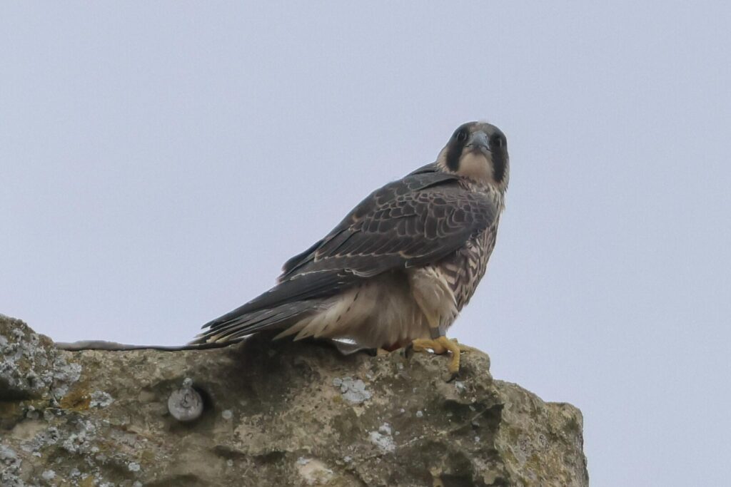 Peregrine juvenile