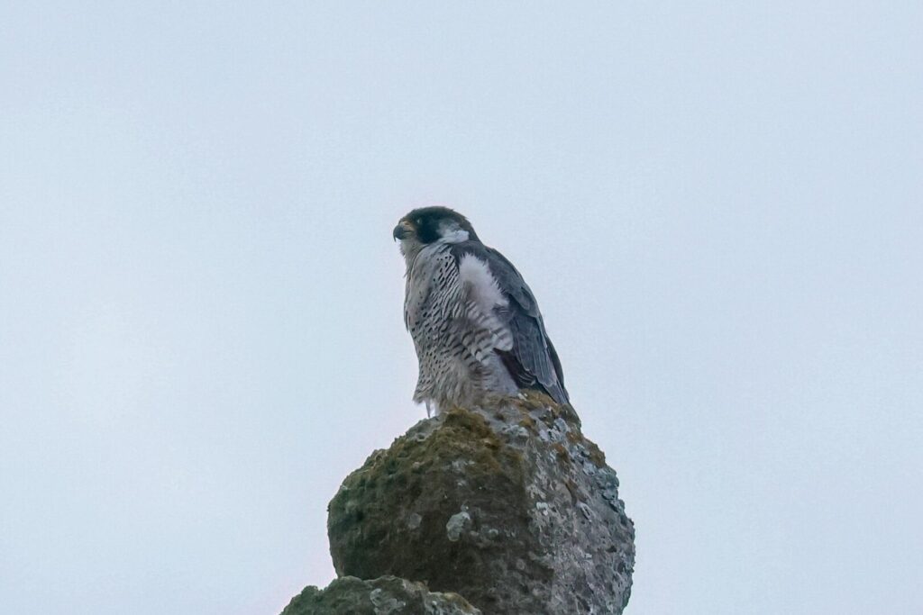 Peregrine