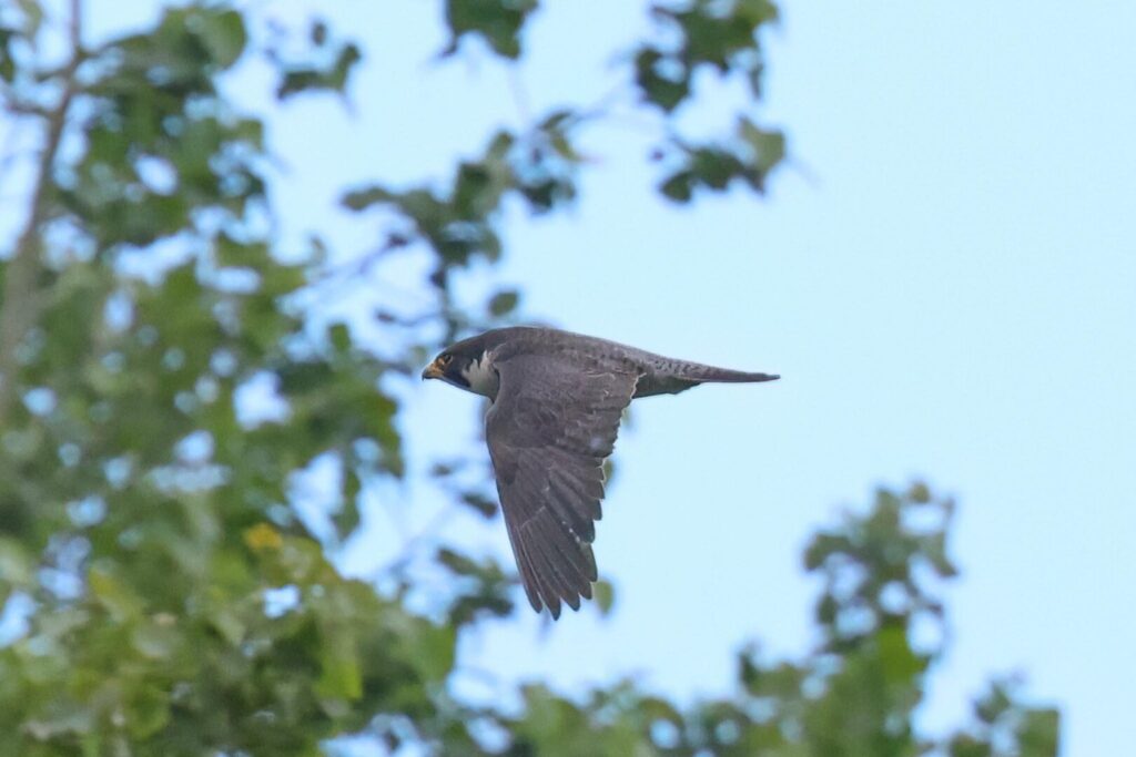 Peregrine