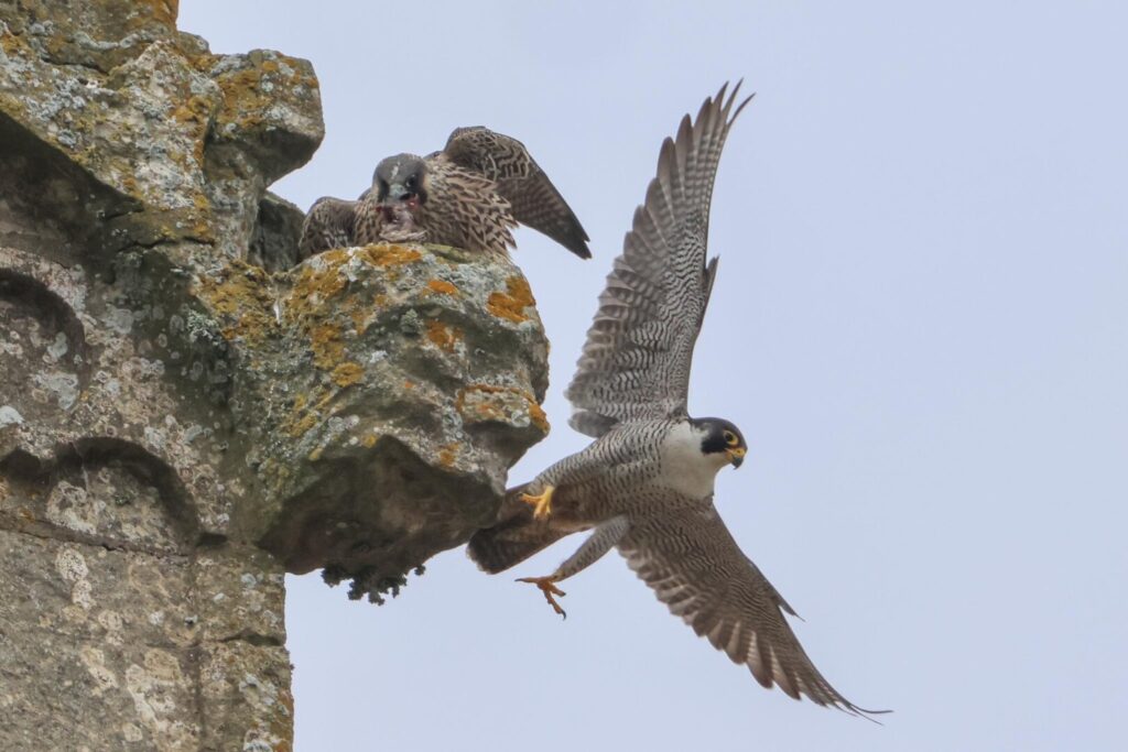 Peregrine adult and juvenile