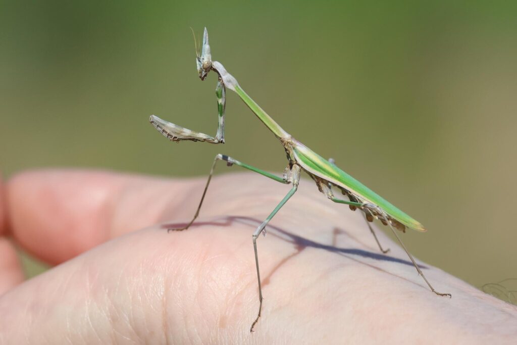 Praying Mantis