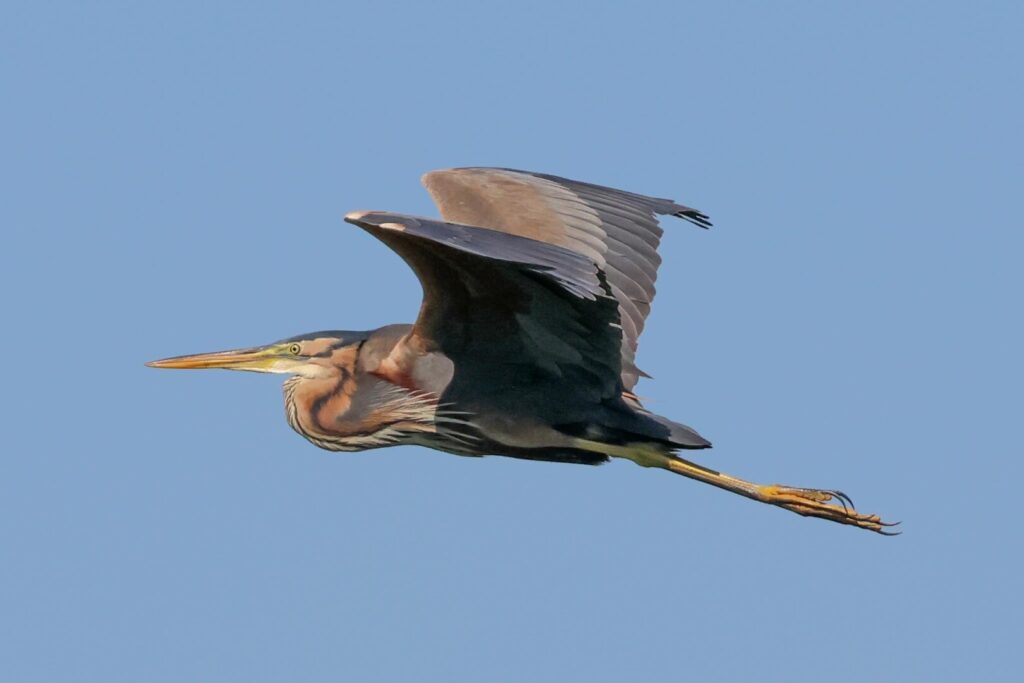 Purple Heron