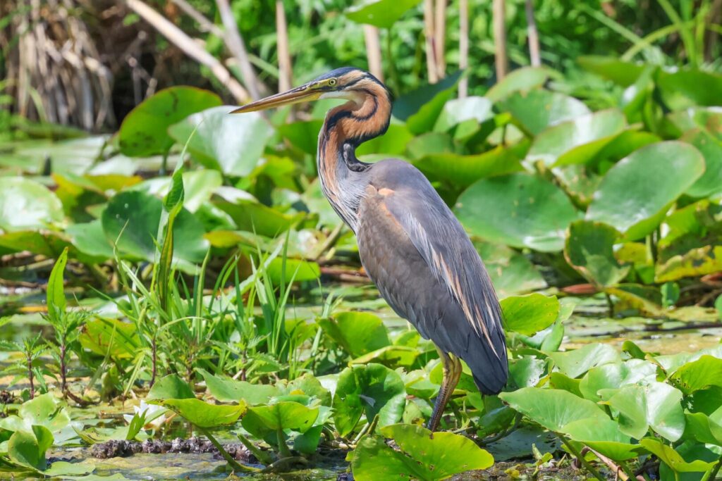 Purple Heron