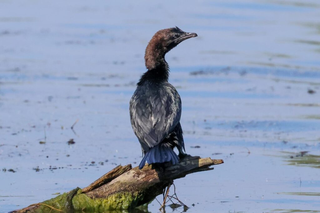 Pygmy Cormorant