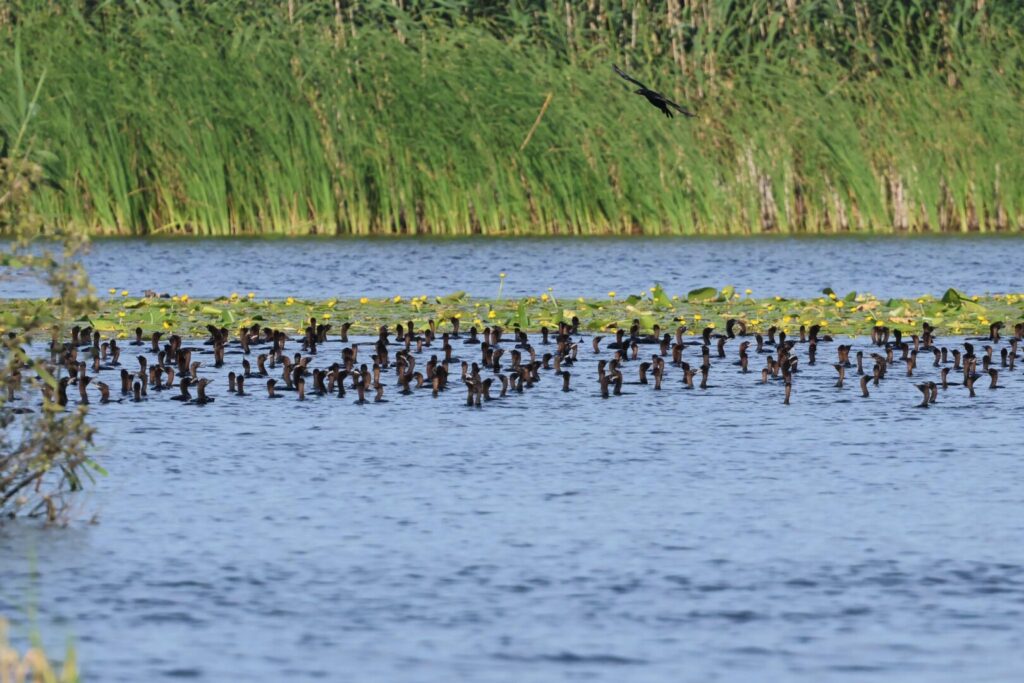 Pygmy Cormorants