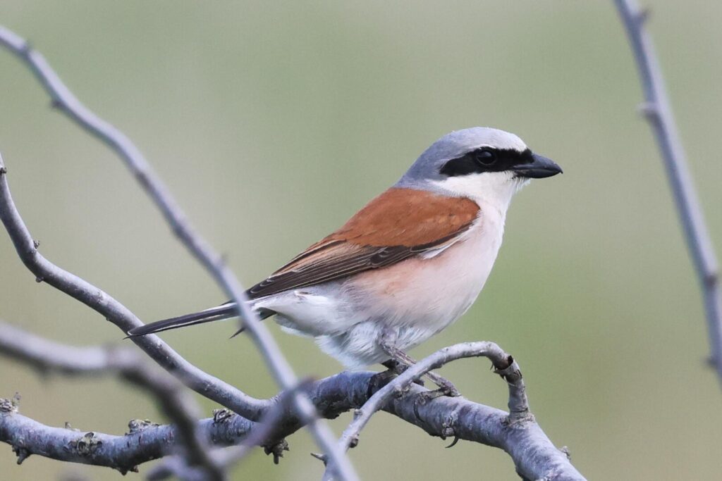 Red-backed Shrike