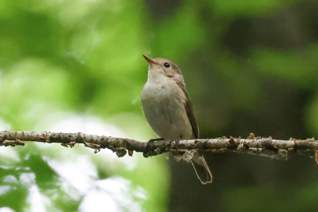 Red-breasted Flycatcher