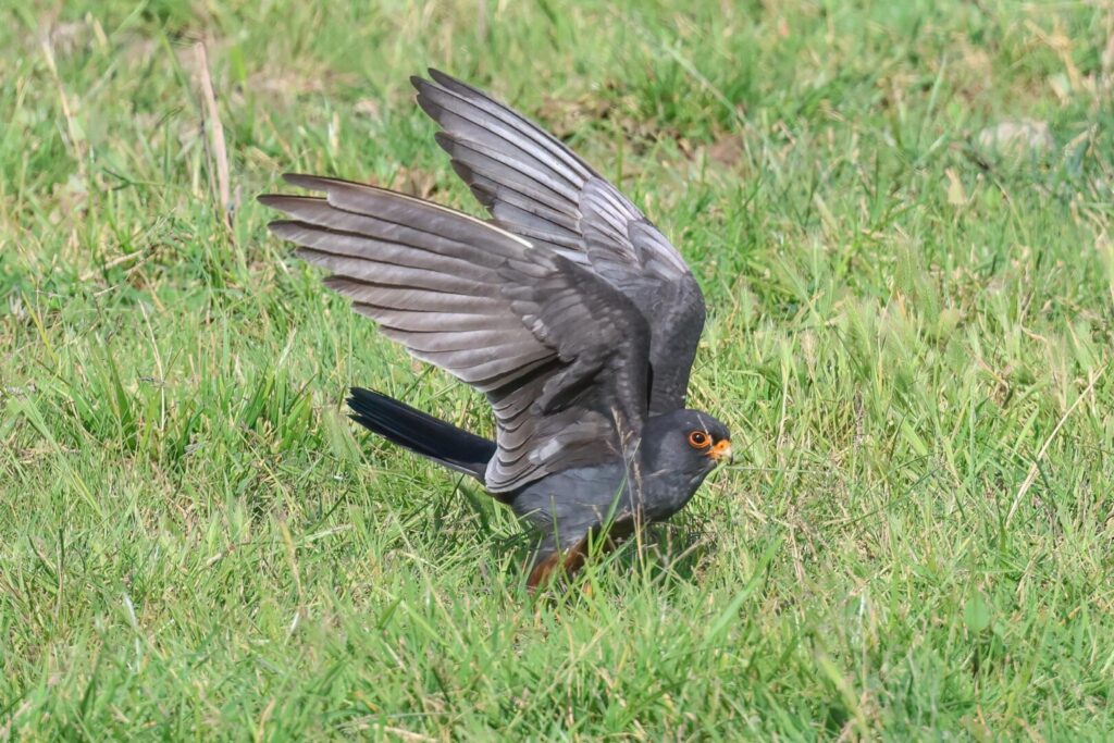 Red-footed Falcon