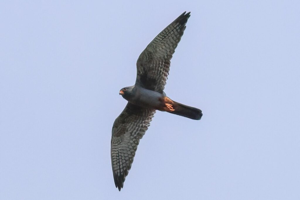 Red-footed Falcon