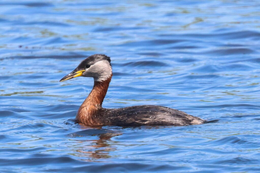 Red-necked Grebe