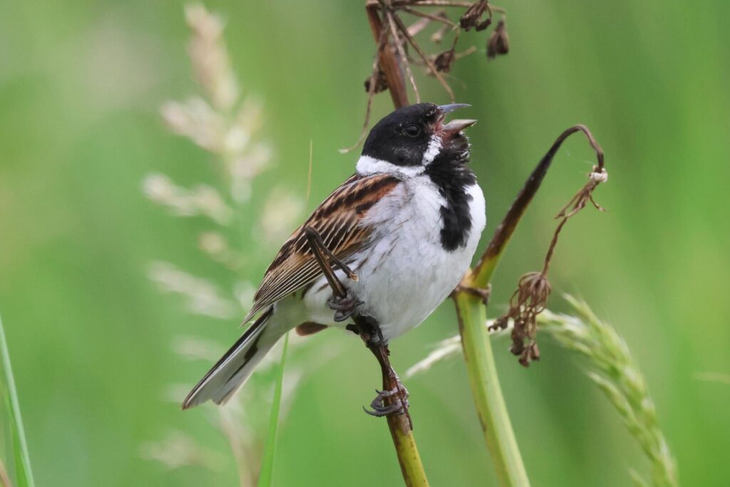 Reed Bunting