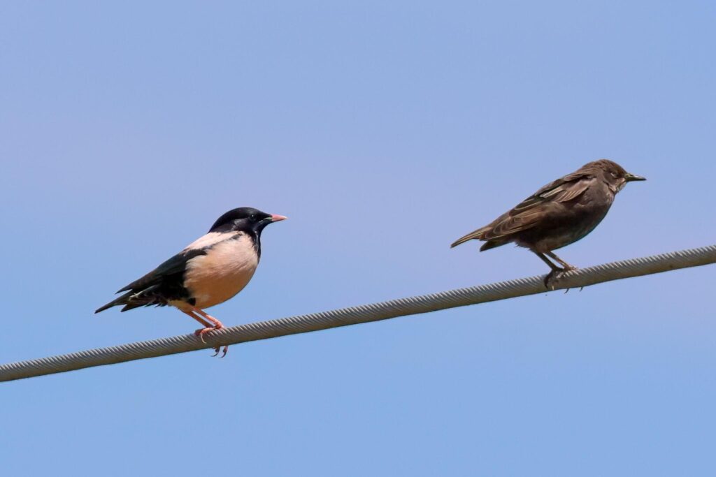 Rose-coloured Starling