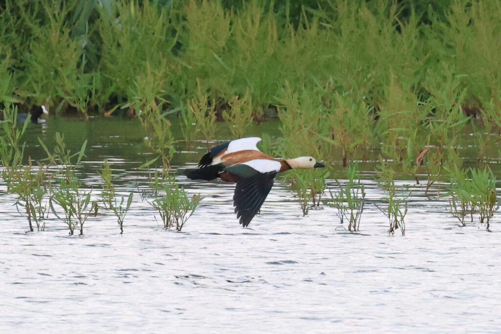 Ruddy Shelduck