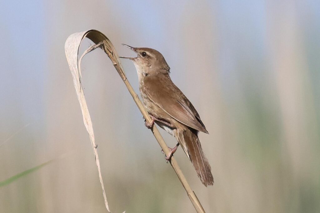 Savi's Warbler