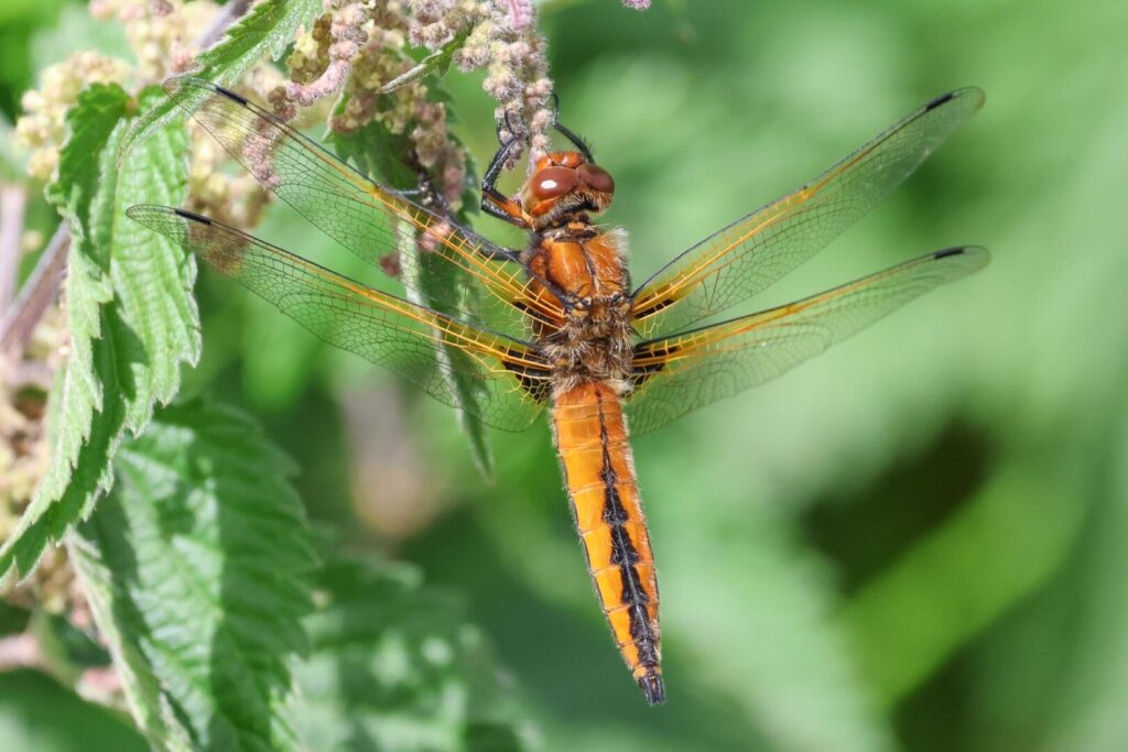 Scarce Chaser