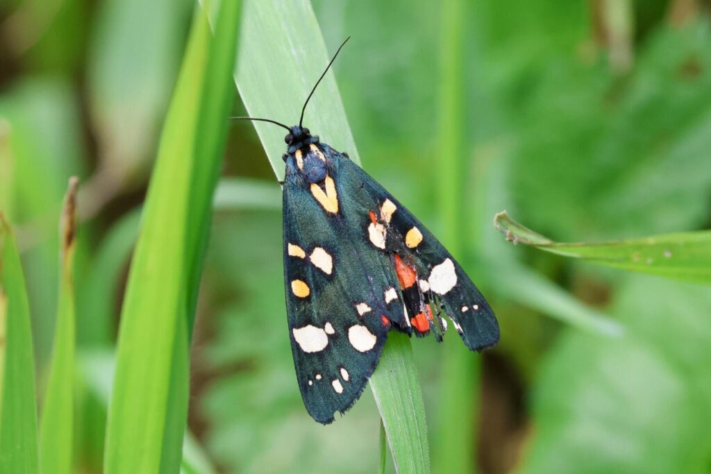 Scarlet Tiger