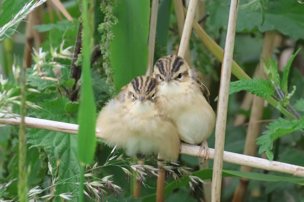 Sedge Warblers