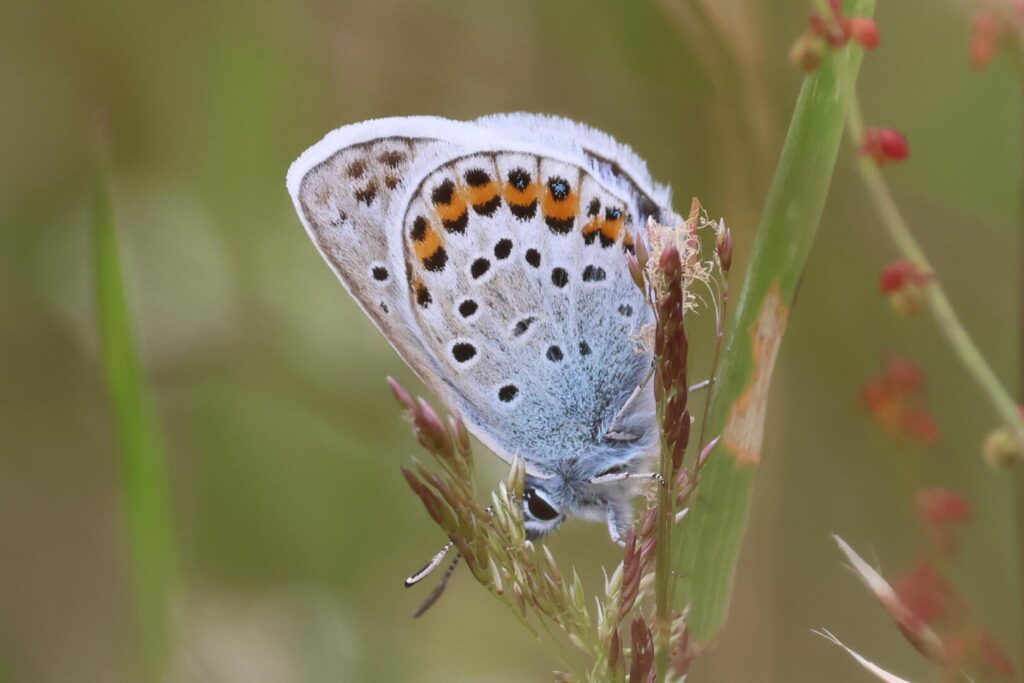 Silver-studded Blue