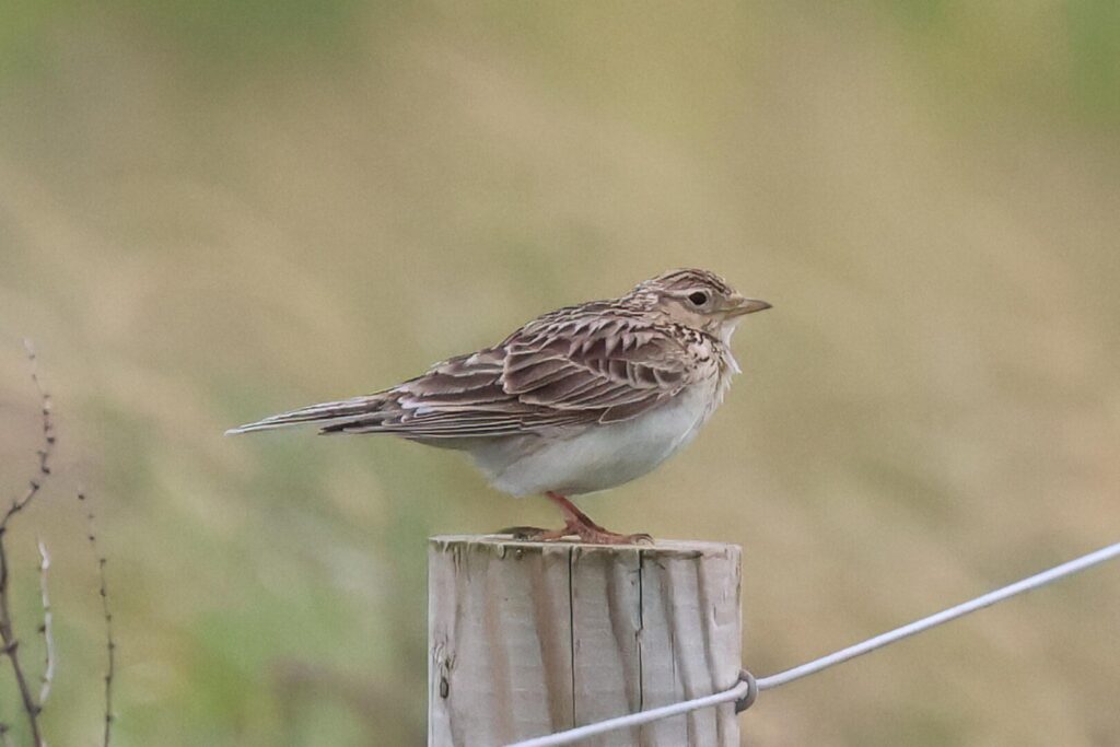 Skylark