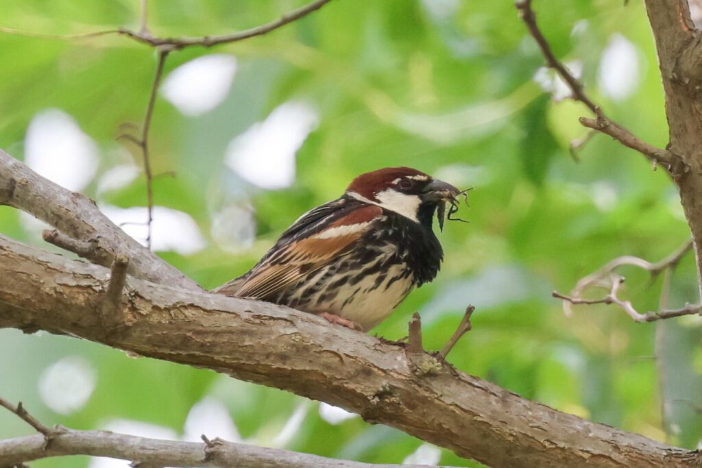 Spanish Sparrow