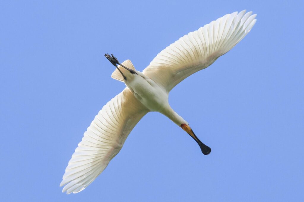 Spoonbill